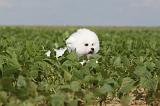 BICHON FRISE 200